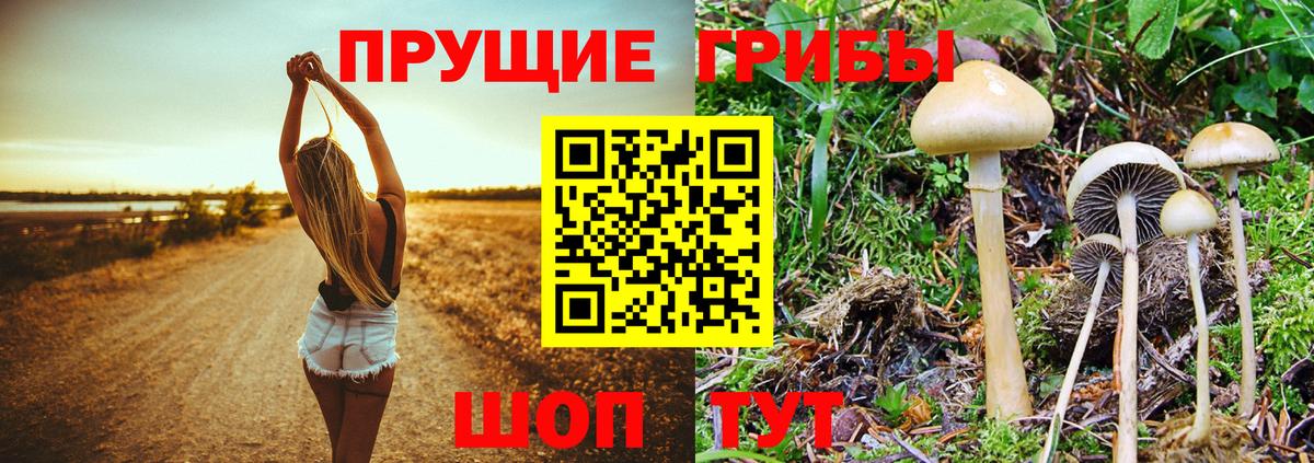 Псилоцибиновые грибы GOLDEN TEACHER Дедовск